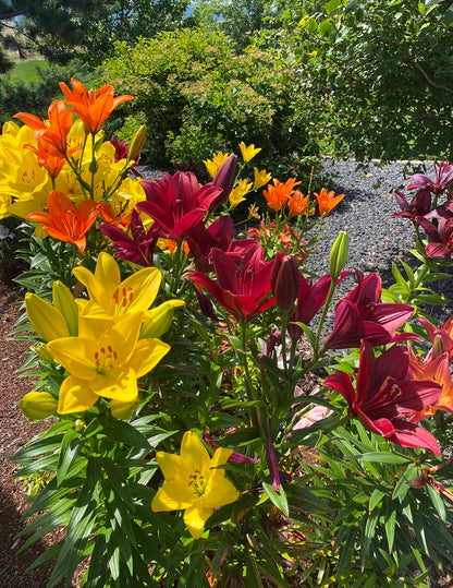 Red Highland Asiatic Lily Bulbs
