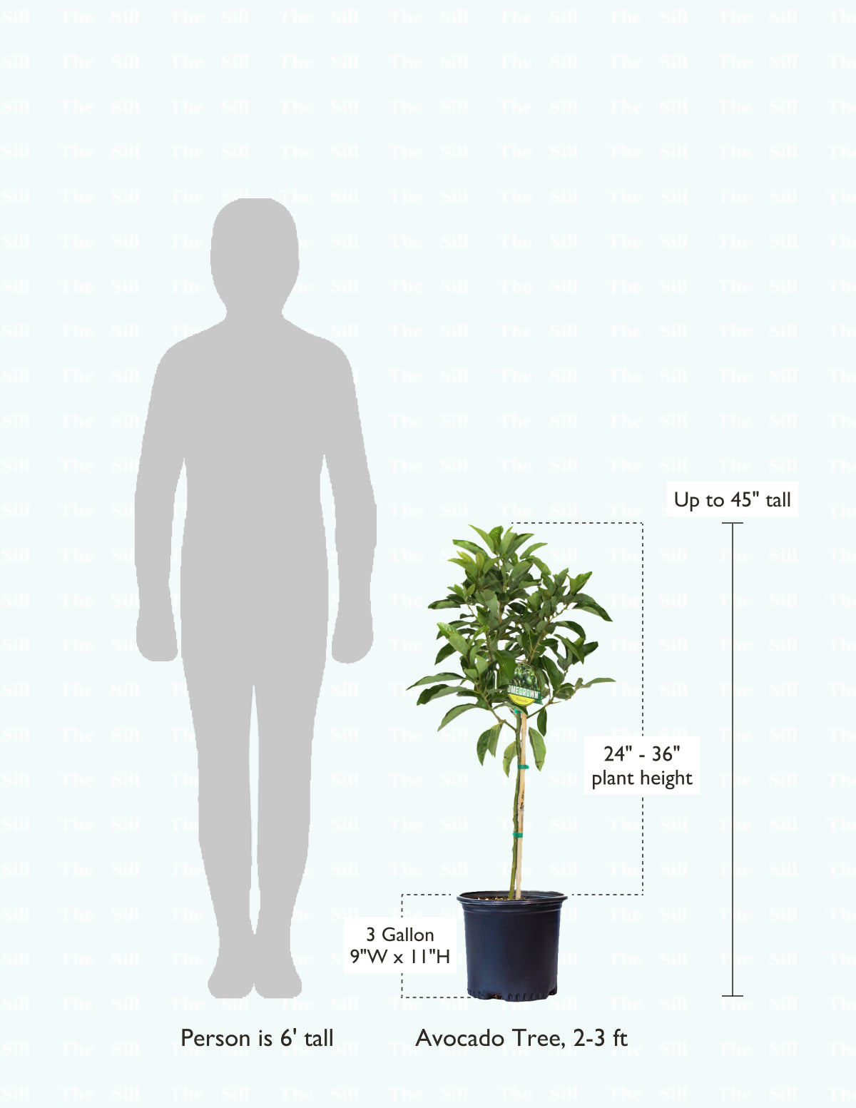 Cold Hardy Avocado Tree | Grow Avocados in Zone 8+