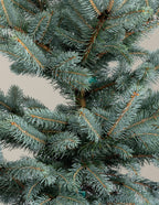 Baby Blue Eyes Spruce