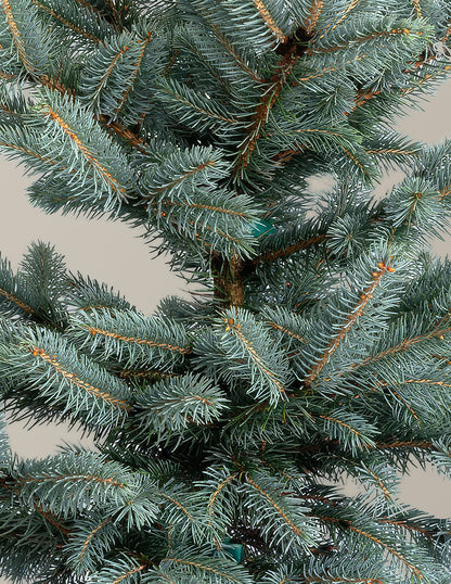 Baby Blue Eyes Spruce