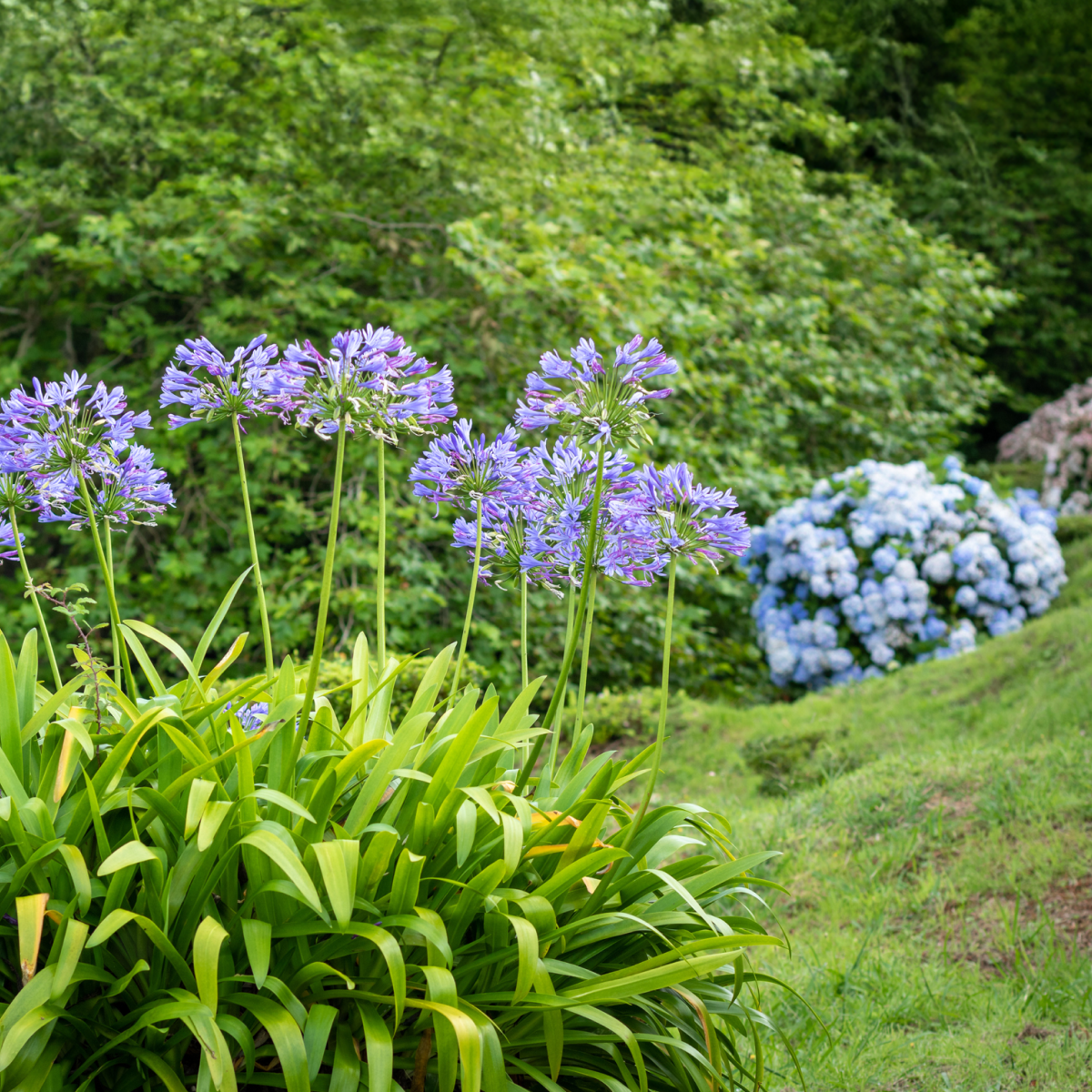 Baby Pete™ Agapanthus