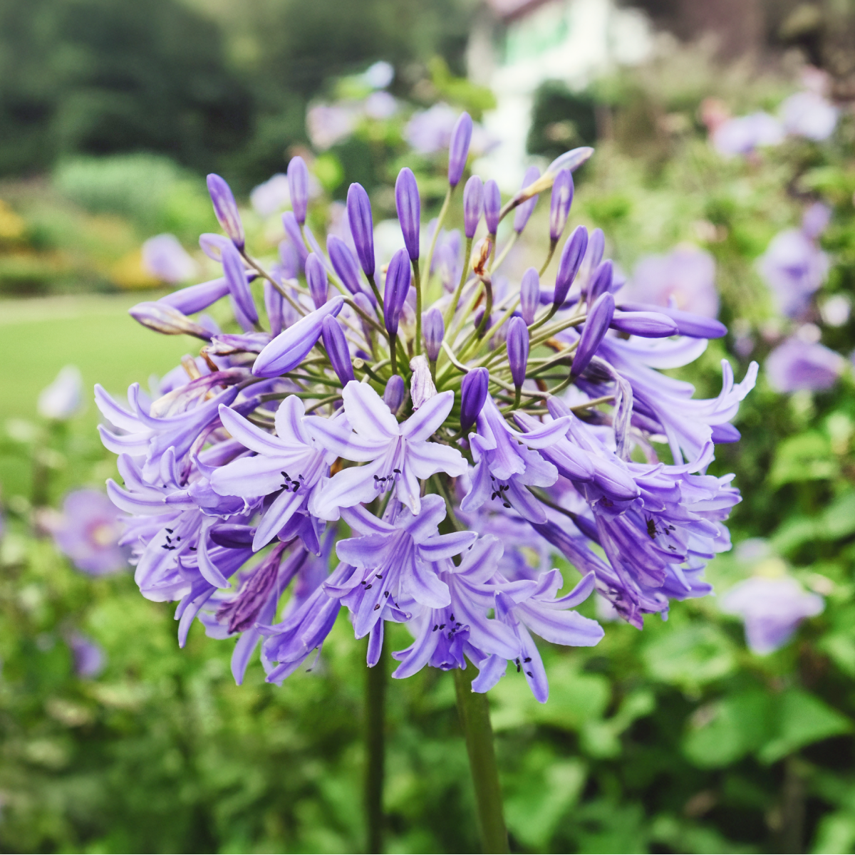 Baby Pete™ Agapanthus