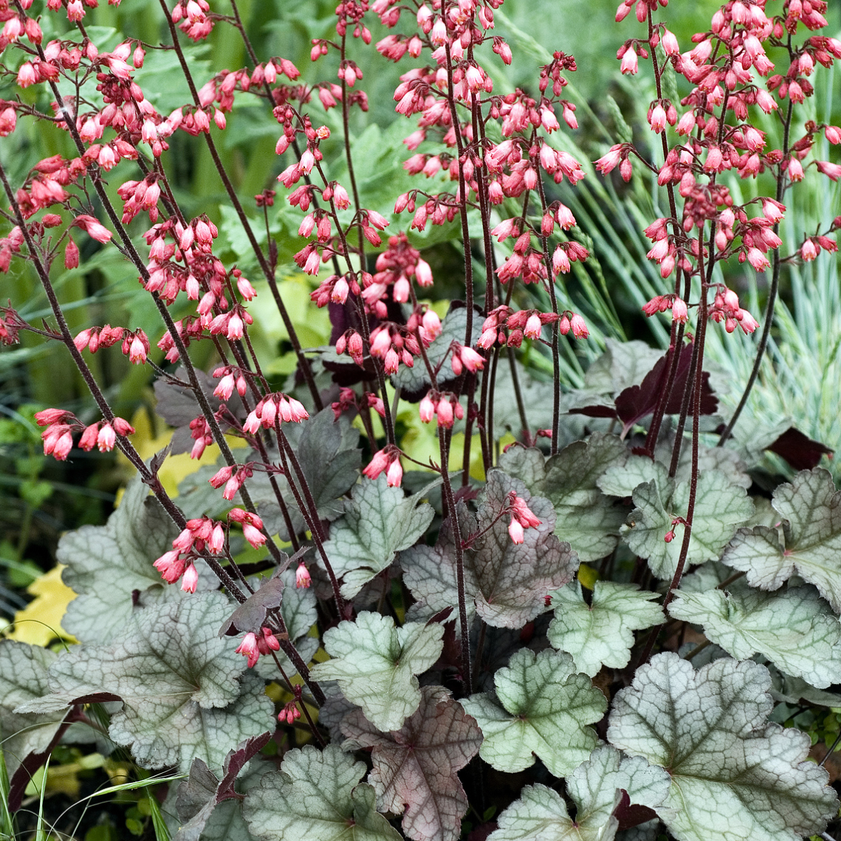 heuchera plant Balboa Sunset Heuchera | 1 Gallon
