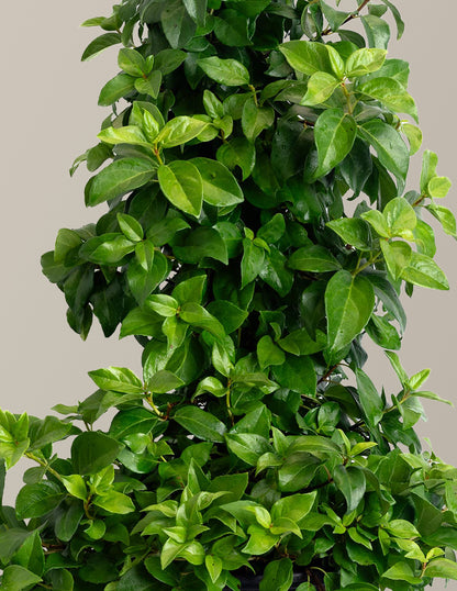 Barbara Ann Climbing Hydrangea