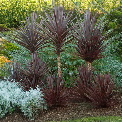 Bauer's Cordyline