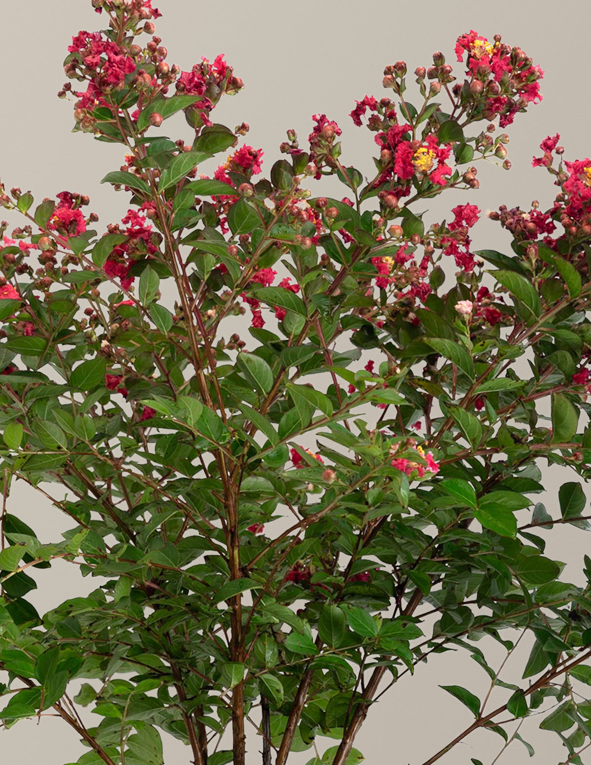 Bellini® Strawberry Crape Myrtle