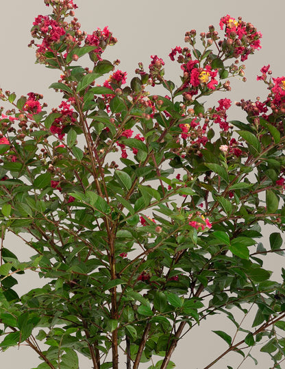 Bellini® Strawberry Crape Myrtle