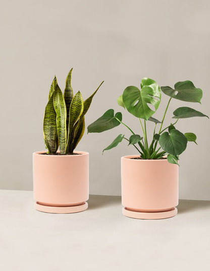 best pot for indoor plants The Sill Best Sellers Duo Houseplants, Medium in Black