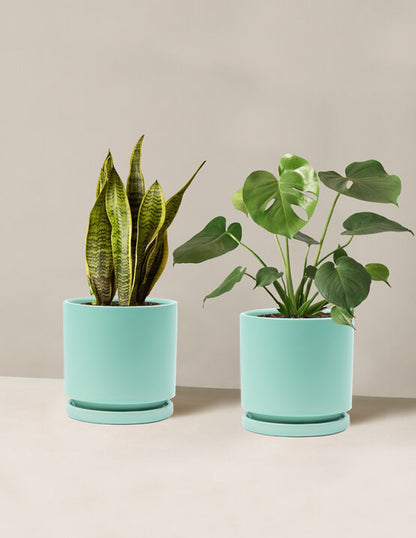 best indoor plant pots with drainage The Sill Best Sellers Duo Houseplants, Medium in Black