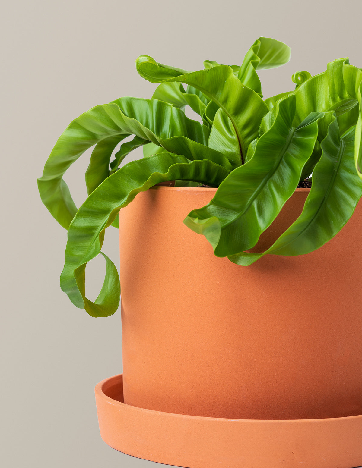bird's nest fern hurricane Hurricane Fern | Easy and Trendy Houseplants for Delivery