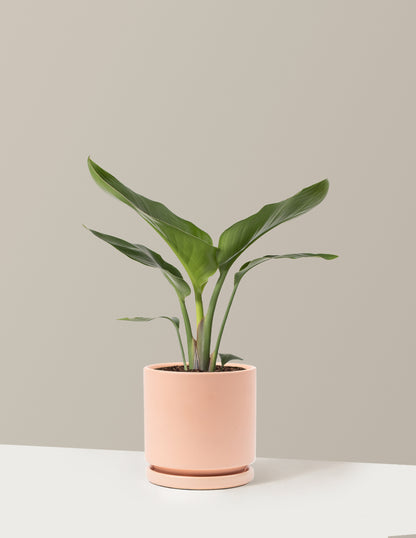 Bird of Paradise