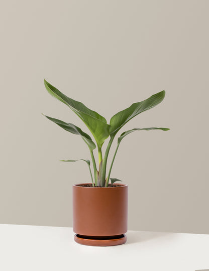 Bird of Paradise
