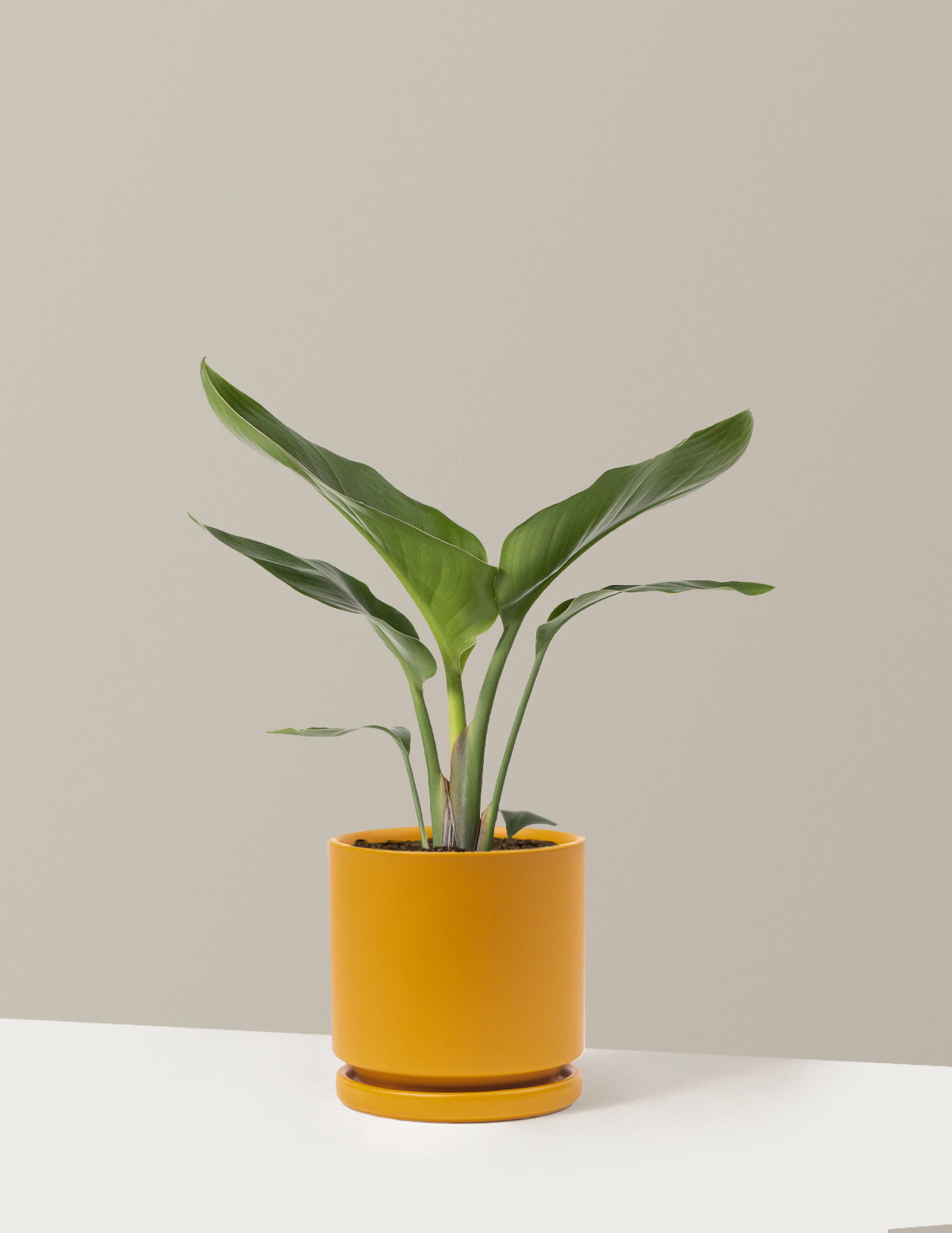 Bird of Paradise