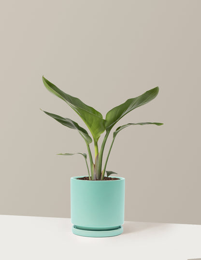 Bird of Paradise