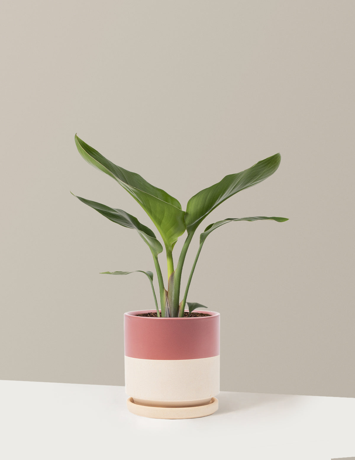 Bird of Paradise