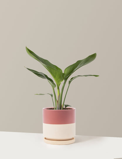 Bird of Paradise