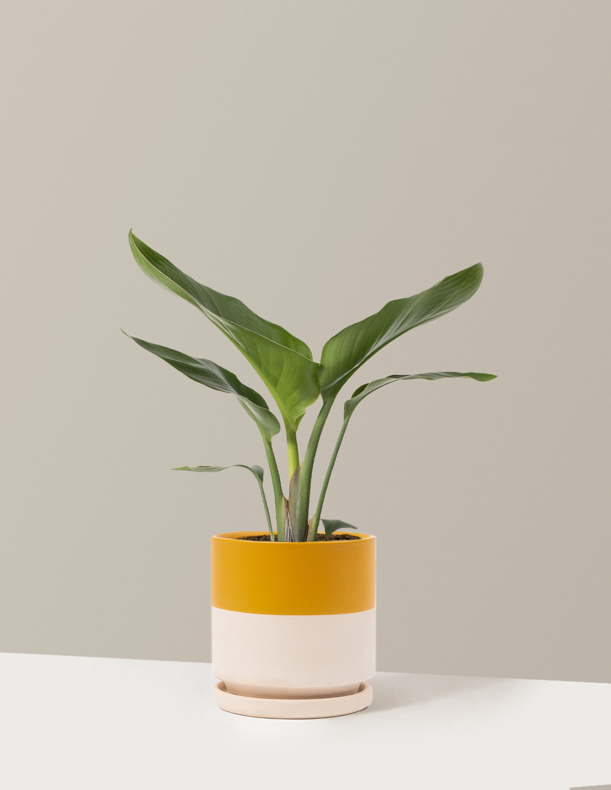 Bird of Paradise