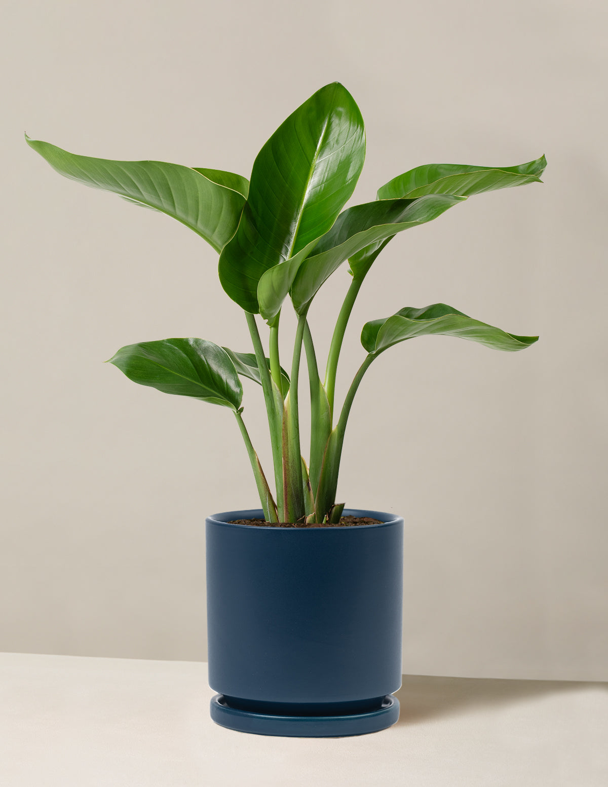 bird of paradise plant indoor for sale Bird of Paradise Houseplant with Planter - Large (2' to 3' tall) Black Planter