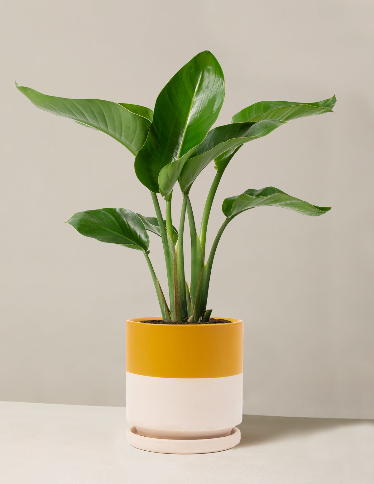 bird of paradise plant pot size Large Bird of Paradise Houseplants in Dusty Rose