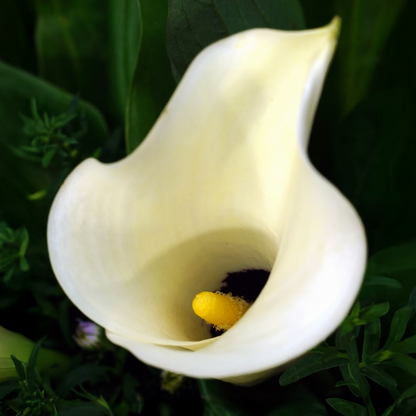 Black Eyed Lady Calla Lily Bulbs