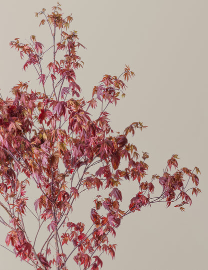 Bloodgood Japanese Maple