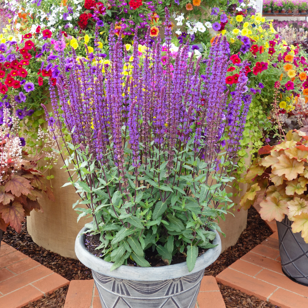 Blue Marvel Salvia