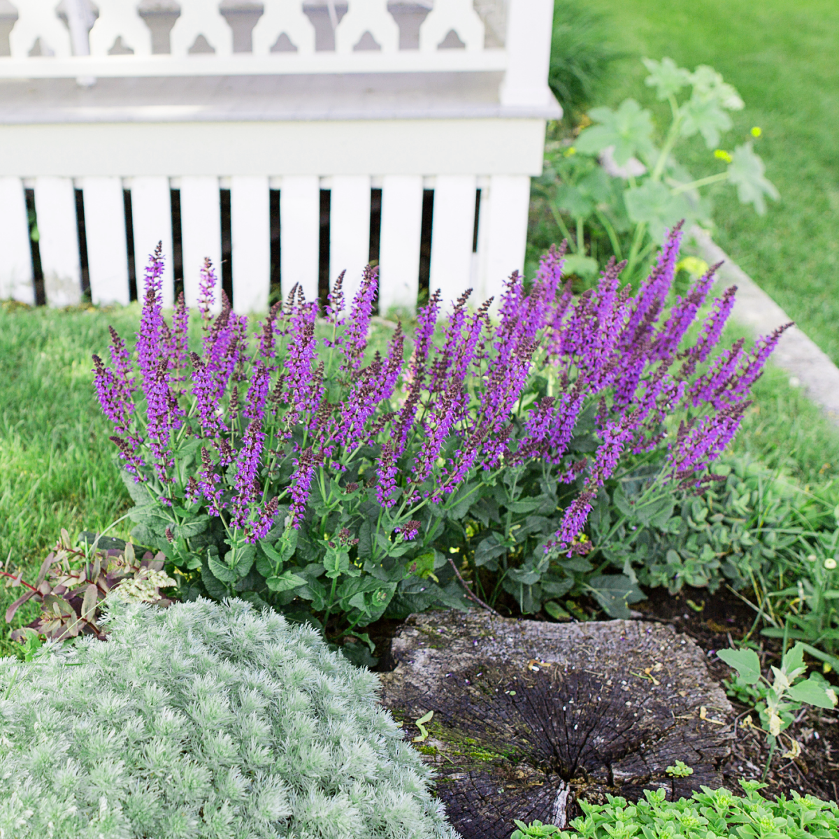Blue Marvel Salvia