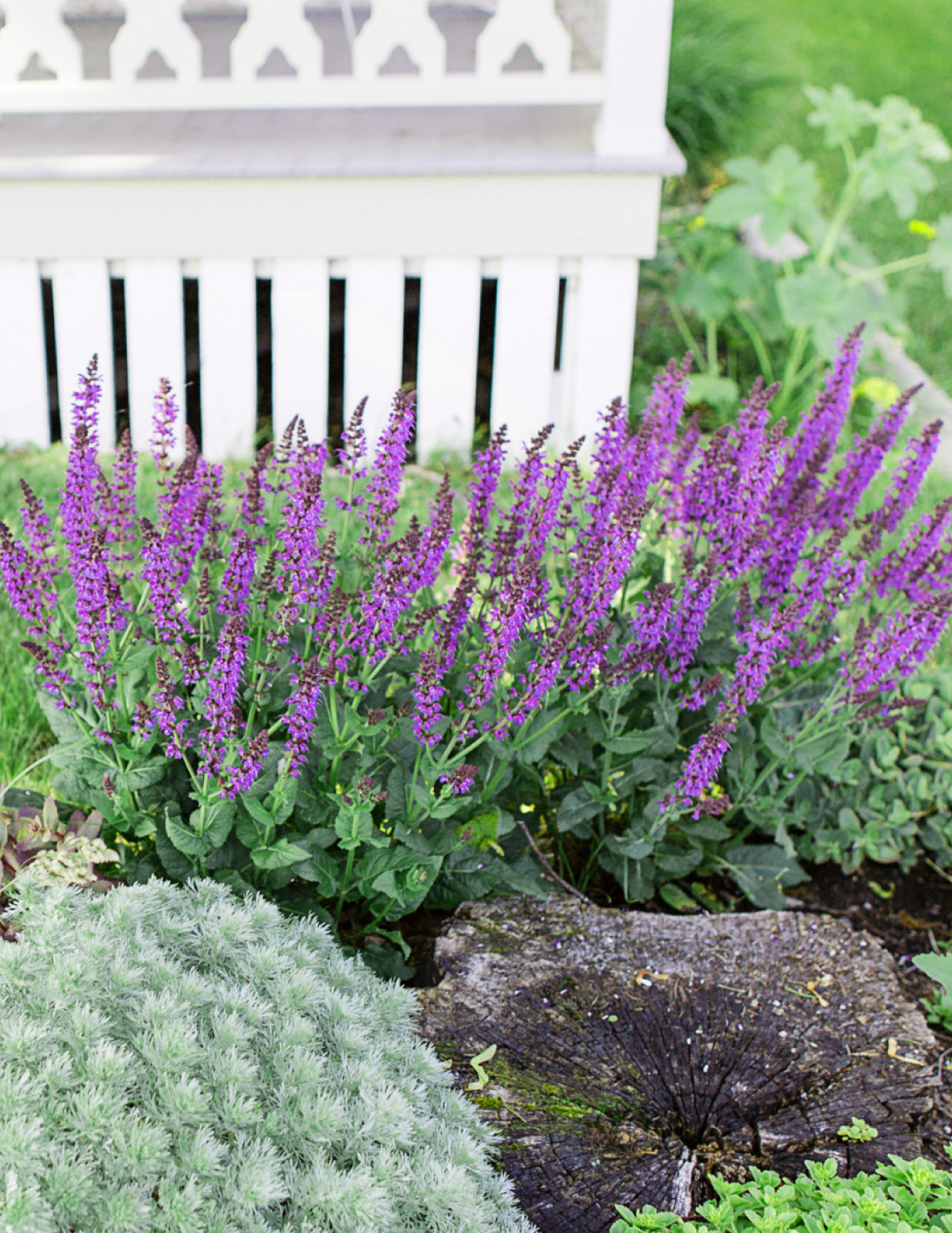 files/the-sill_BlueMarvelSalvia_Gallery1.png