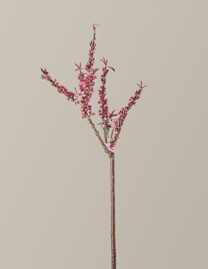 Bonfire Patio Peach Plant