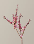 Bonfire Patio Peach Plant