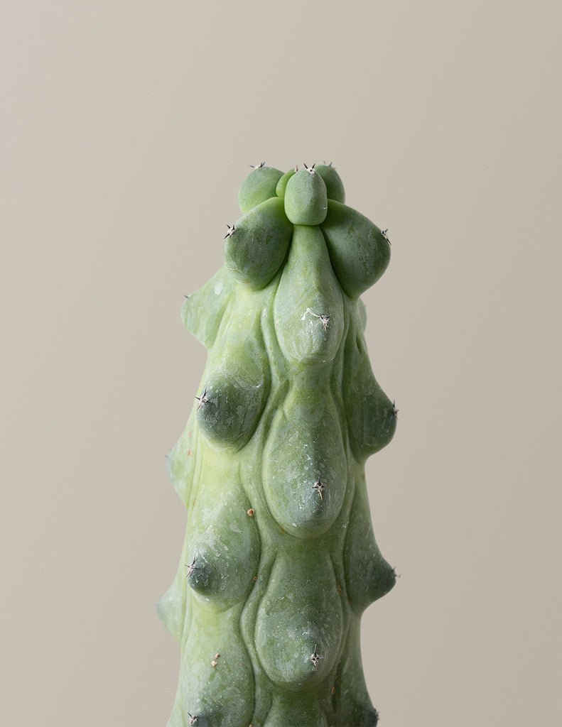 Boobie Cactus