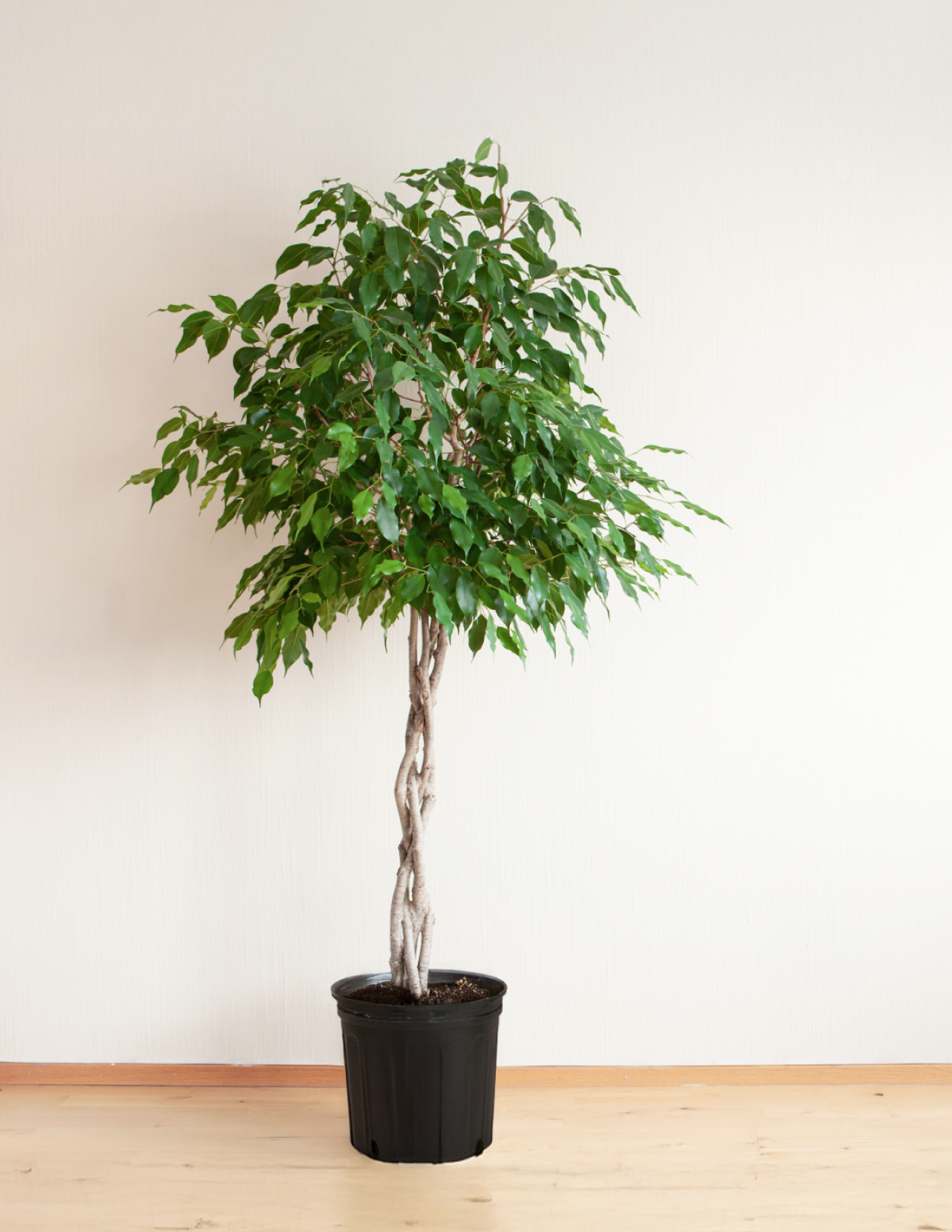 Braided Benjamina Ficus