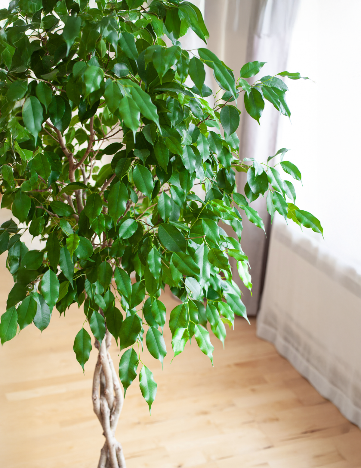 Braided Benjamina Ficus