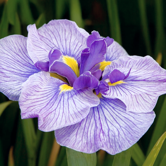 Butterflies in Flight Japanese Iris