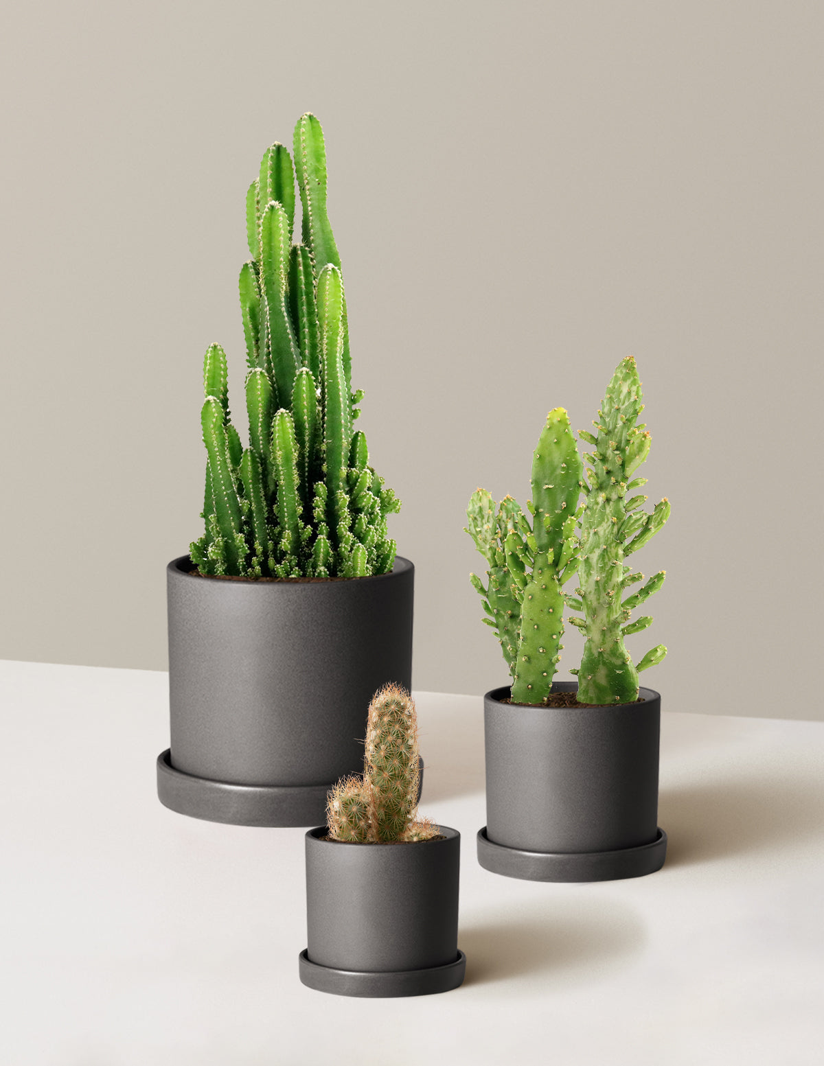 files/the-sill_Cactus-Multipack_Hyde_Black_Variant_1.jpg