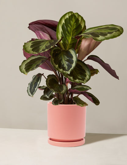 Calathea Medallion () Calathea Medallion