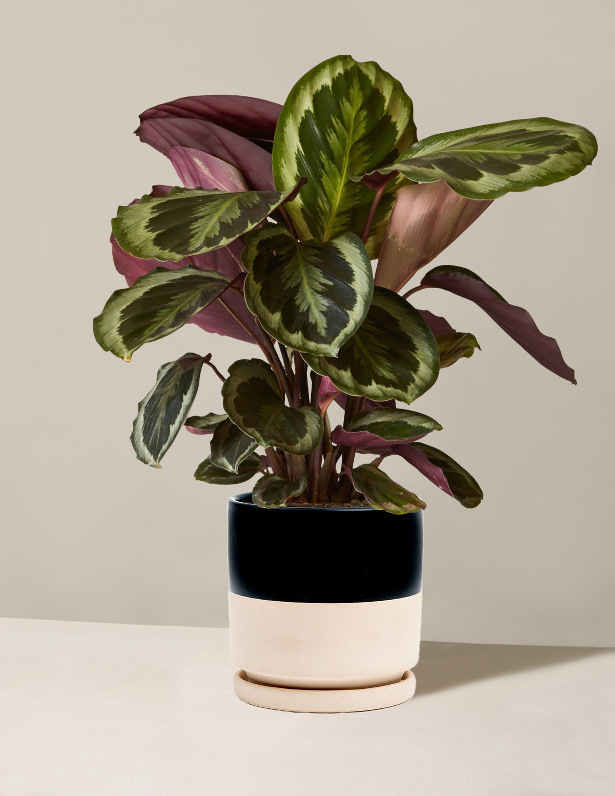 prayer plant medallion Calathea Medallion