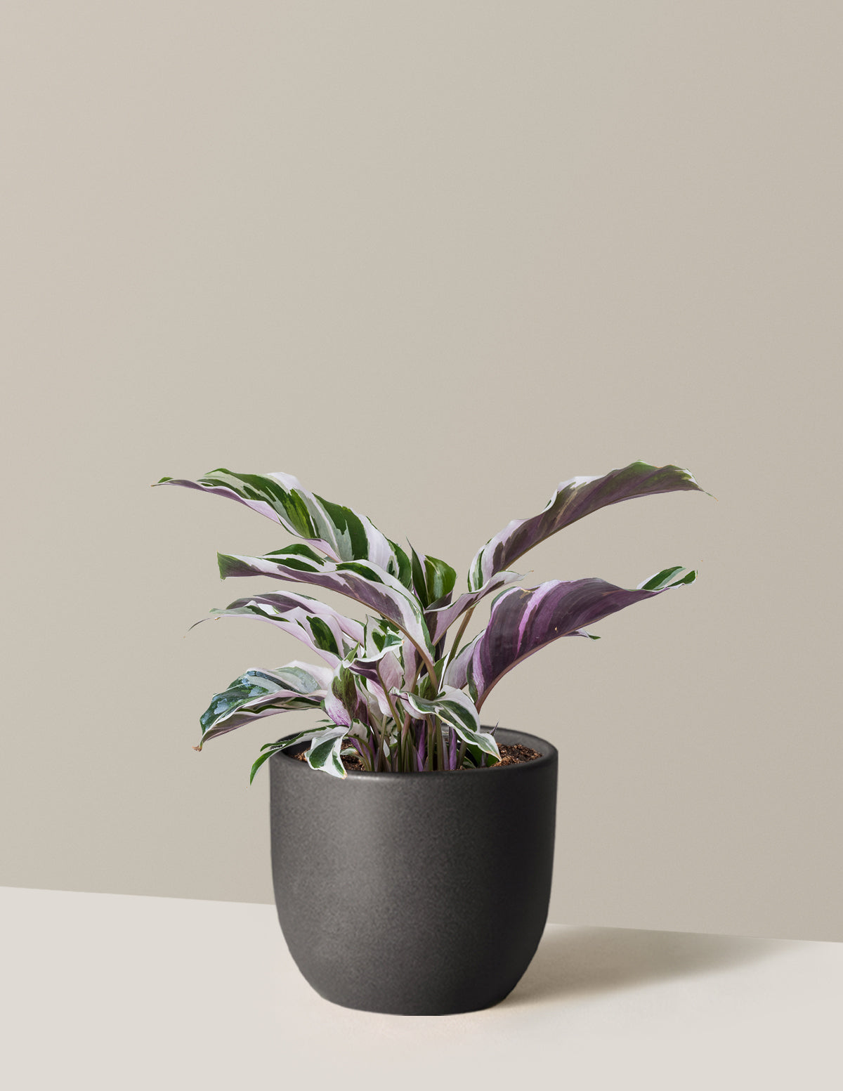 Calathea White Fusion