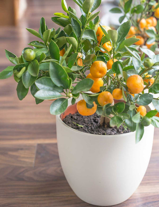 California Honey Mandarin Tree