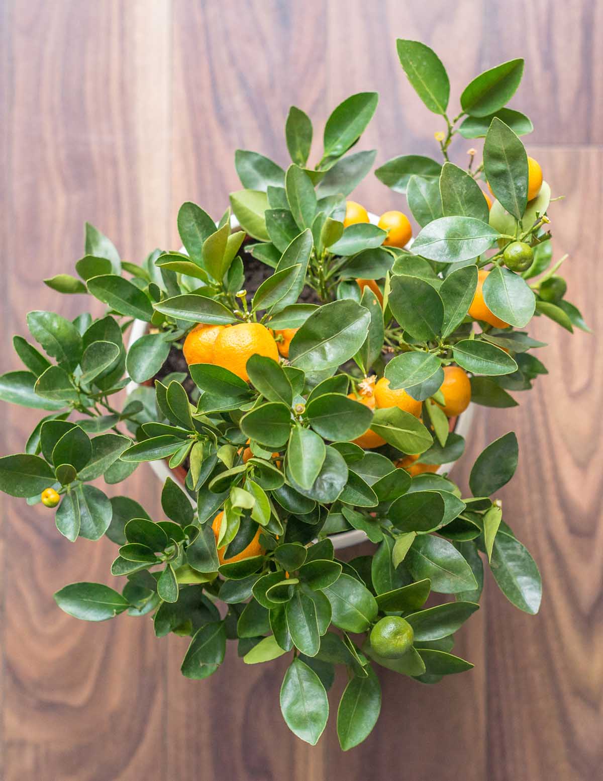 California Honey Mandarin Tree