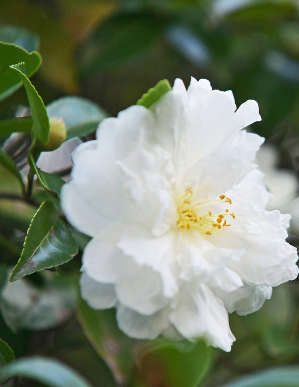Autumn Rocket Camellia