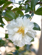 Autumn Rocket Camellia