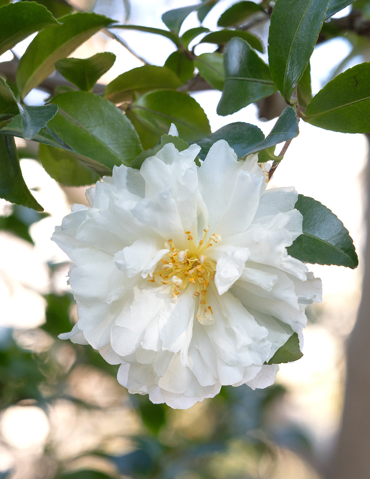 Autumn Rocket Camellia