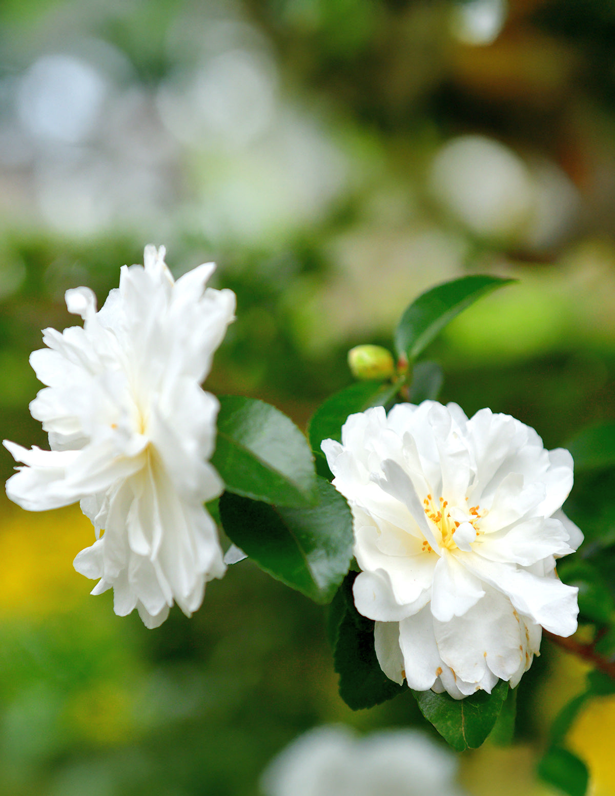 Autumn Rocket Camellia