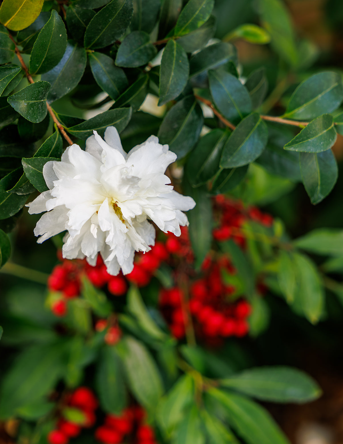 Autumn Rocket Camellia