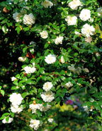 Autumn Rocket Camellia
