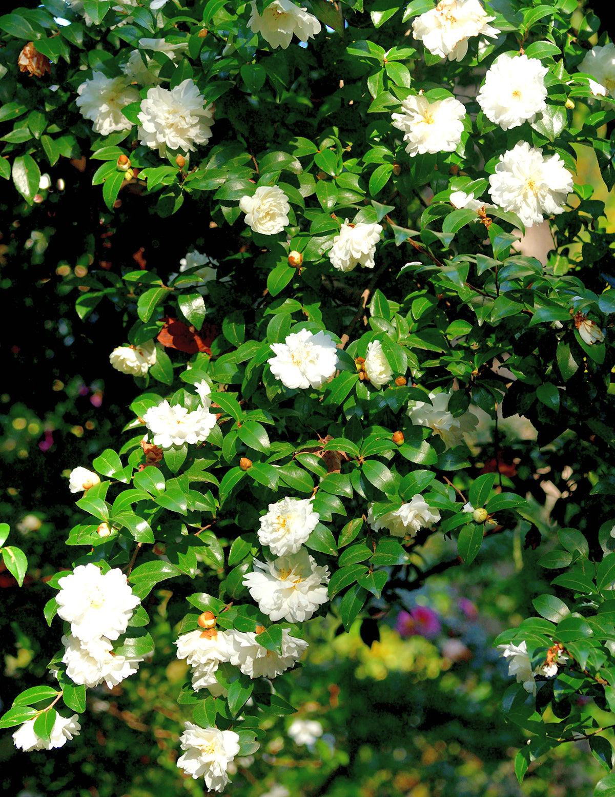 Autumn Rocket Camellia