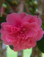 Autumn Spirit Camellia