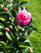 Autumn Spirit Camellia
