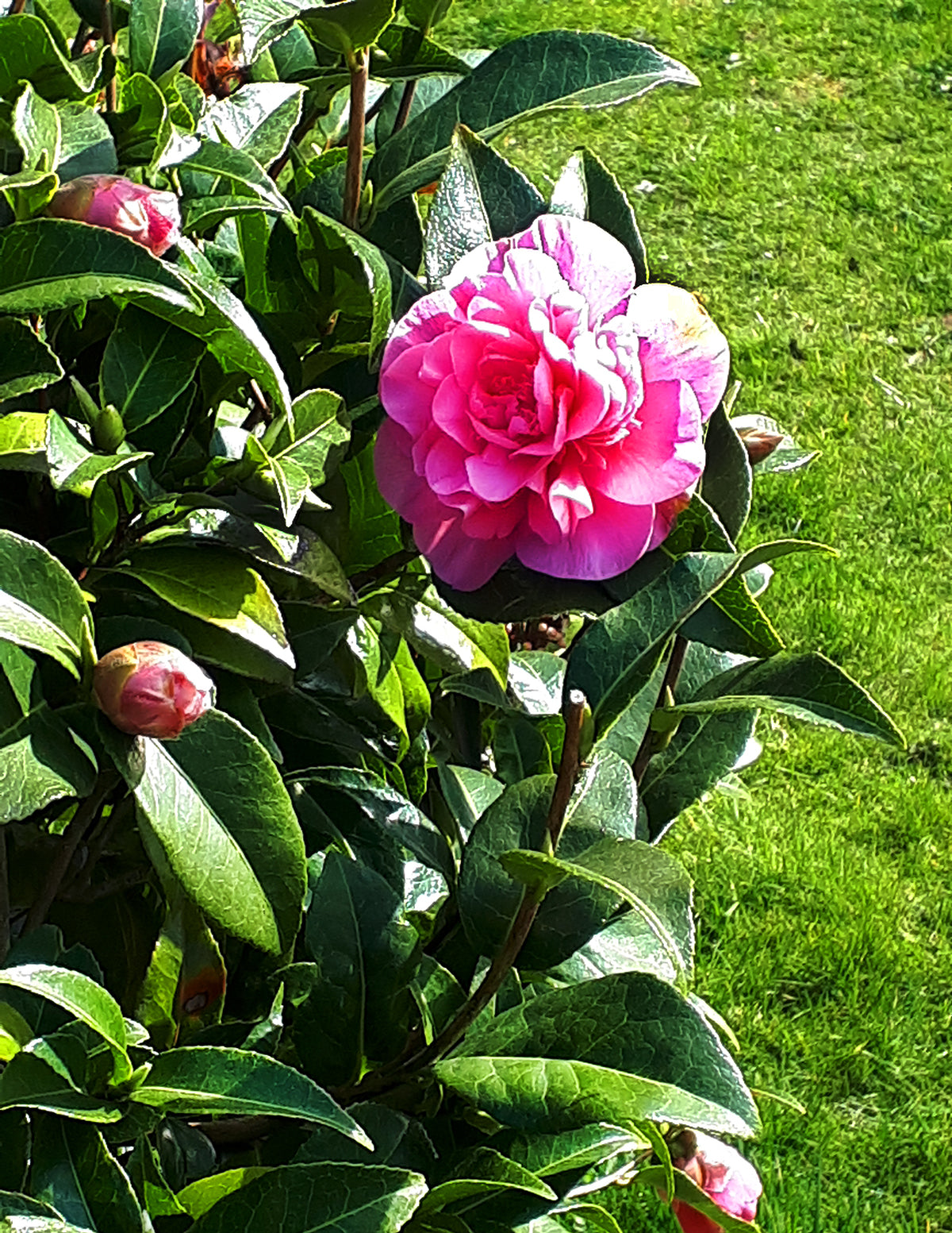 Autumn Spirit Camellia